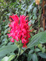 Pachystachys coccinea