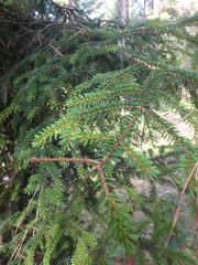 Picea orientalis