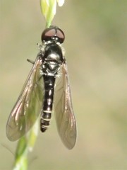 Docidomyia