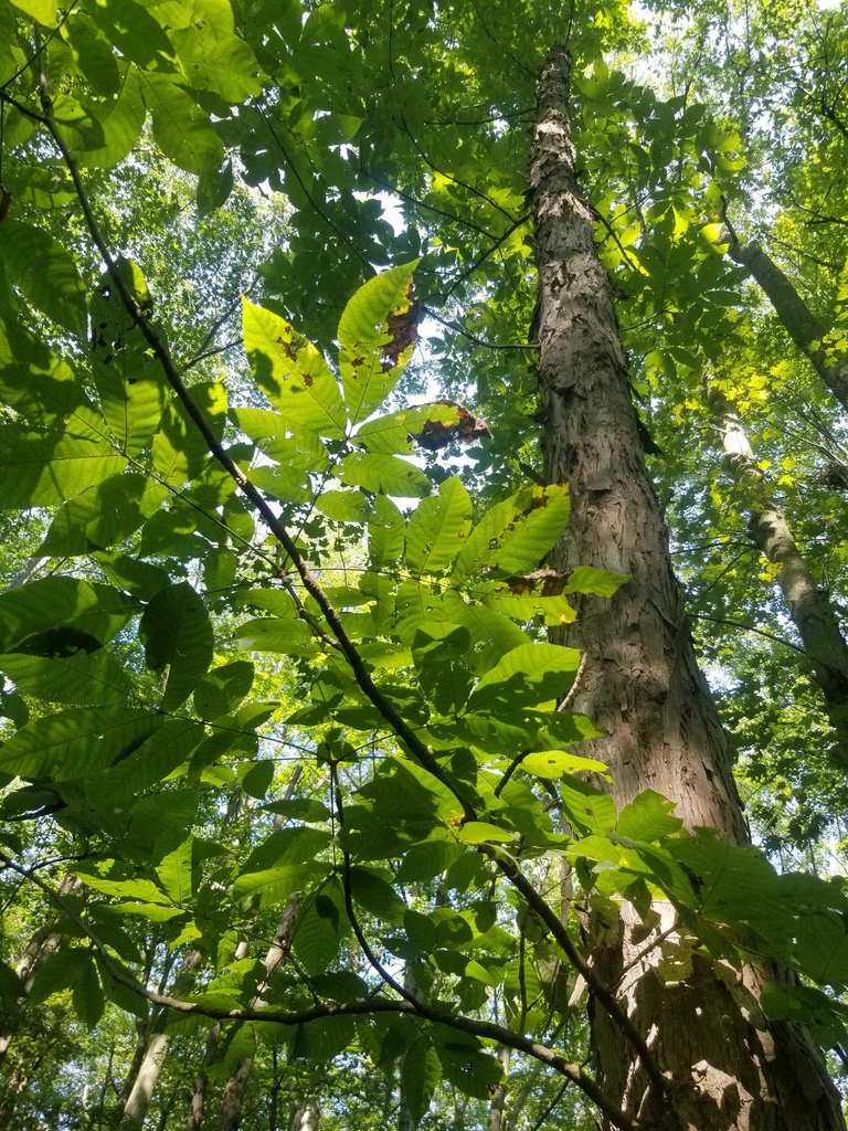 Shellbaark Tree Shellbark Hickory from Haldimand-Norfolk, Ontario, Canada on August 24 ...