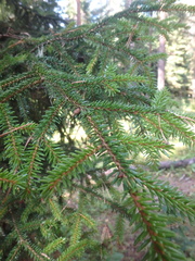 Picea orientalis