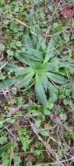 Plantago serraria