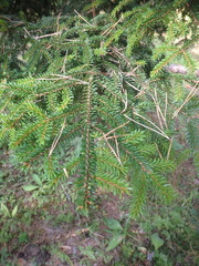 Picea orientalis