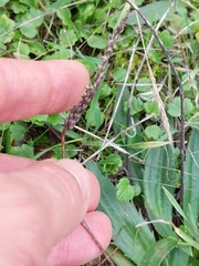 Plantago serraria