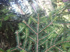 Picea orientalis