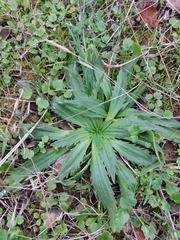 Plantago serraria