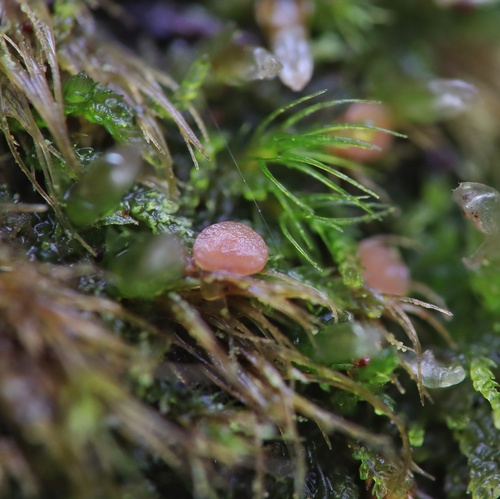 Bryoscyphus turbinatus