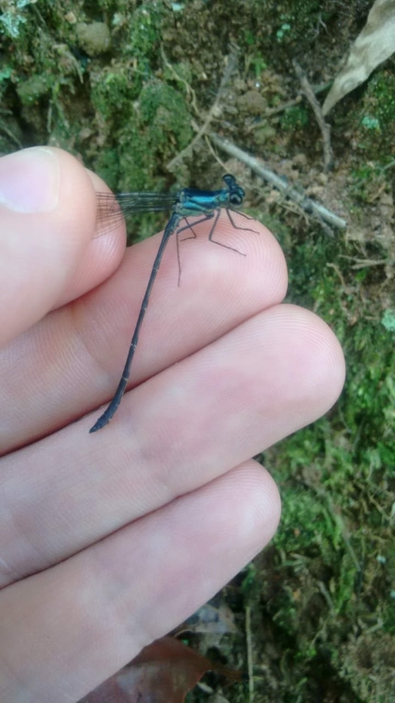 Heteragrion gorbi