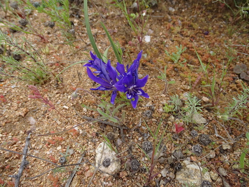 Image of Babiana attenuata by no rights reserved