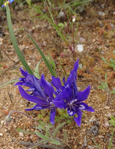 Image of Babiana attenuata by no rights reserved