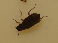 Hydraenidae