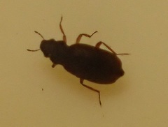 Hydraenidae