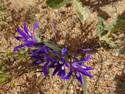 Babiana attenuata