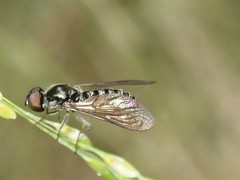 Docidomyia