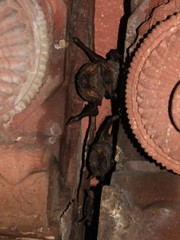 Taphozous nudiventris