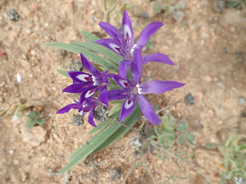 Image of Babiana attenuata by no rights reserved
