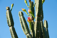 Cereus forbesii