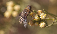 Paravilla hypoxantha