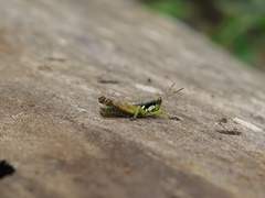 Phaedrotettix