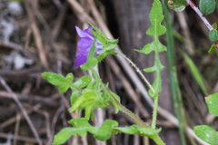 Pholistoma auritum auritum