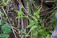Pholistoma auritum auritum