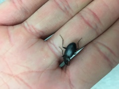 Coleoptera
