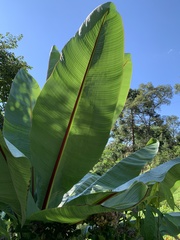 Ensete