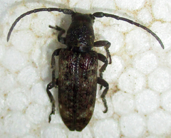 Apomecyna