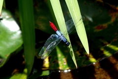 Planiplax erythropyga