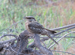 Hydropsalis torquata
