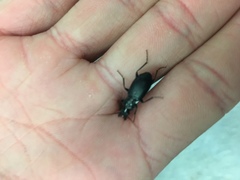 Coleoptera
