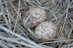 Hydropsalis torquata