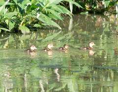 Amazonetta brasiliensis