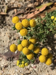 Oncosiphon sabulosus