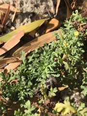 Oncosiphon sabulosus