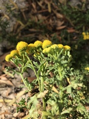 Oncosiphon sabulosus