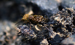 Ontholestes tessellatus