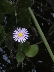 Ampelaster carolinianus