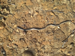 Macroprotodon brevis