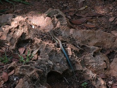 Pholidoscelis auberi