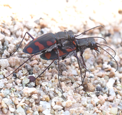 Cicindela sommeri