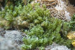 Caulerpa geminata