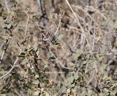 Litocala sexsignata