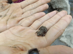 Eleutherodactylus campi