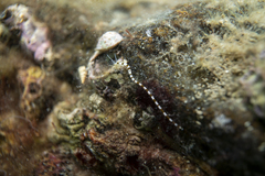 Proceraea