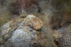 Homophyllia australis