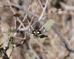 Litocala sexsignata