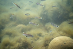 Trachinops caudimaculatus