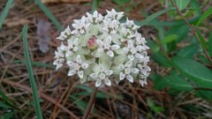 Asclepias michauxii
