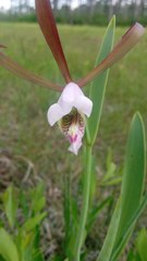 Cleistesiopsis oricamporum